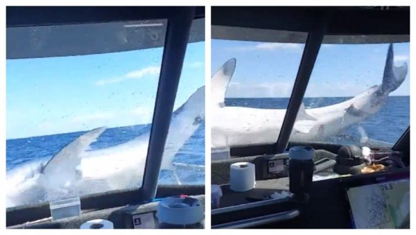 МОРСКА НЕМАН ПРИШЛА БРОДУ, А ПОТОМ ЈЕ НАСКОЧИЛА НА ПАЛУБУ: Туристи остали укопани у месту (ВИДЕО) МОРСКА НЕМАН ПРИШЛА БРОДУ, А ПОТОМ ЈЕ НАСКОЧИЛА НА ПАЛУБУ: Туристи остали укопани у месту (ВИДЕО)