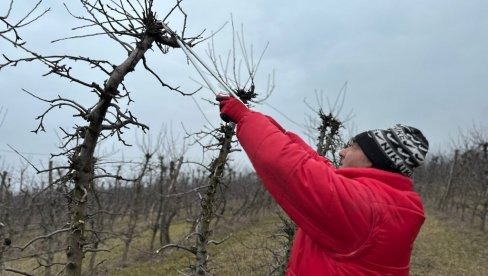 PRAVO VREME ZA REZIDBU: Voćari iz čačanskog kraja imaju pune ruke posla, a predstoji i đubrenje PRAVO VREME ZA REZIDBU: Voćari iz čačanskog kraja imaju pune ruke posla, a predstoji i đubrenje
