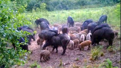 AFRIČKA KUGA SVINJA PRETI IZ RUMUNIJE: Zaraza registrovana na šezdesetak kilometara od Banata, u lovištu oko Temišvara AFRIČKA KUGA SVINJA PRETI IZ RUMUNIJE: Zaraza registrovana na šezdesetak kilometara od Banata, u lovištu oko Temišvara