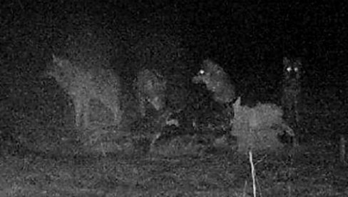ZBOG ZABRANE LOVA IZ 2017, PREDATORI POSTALI PRETNJA PODNO VRŠAČKIH PLANINA Vuci se baš odomaćili ZBOG ZABRANE LOVA IZ 2017, PREDATORI POSTALI PRETNJA PODNO VRŠAČKIH PLANINA Vuci se baš odomaćili