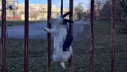 УЖАС У НОВОМ САДУ НА ДАН СВЕТОГ САВЕ: На улазу у школу обесили зеца - опозиција на сваки начин застрашује УЖАС У НОВОМ САДУ НА ДАН СВЕТОГ САВЕ: На улазу у школу обесили зеца - опозиција на сваки начин застрашује