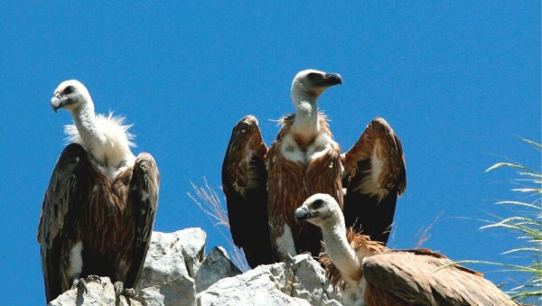 ВОДА И ЗА ВУКОВЕ И ЗА БЕЛОГЛАВЕ СУПОВЕ: На обронцима Јадовника направљено појилиште за дивљач