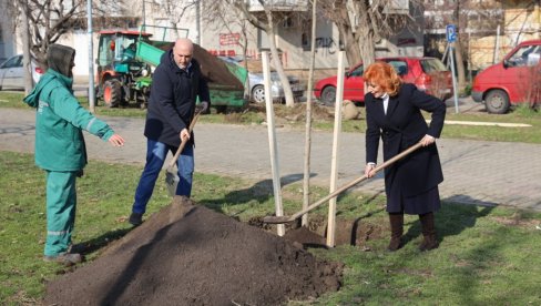 NASTAVLJENO OZELENJAVANJE NOVOG SADA: Novih 88 stabala drveća za više zelenila NASTAVLJENO OZELENJAVANJE NOVOG SADA: Novih 88 stabala drveća za više zelenila