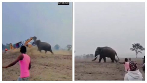 SLON POPIO BURE ALKOHOLA PA ULETEO U SELO: Meštani probali da ga oteraju bagerom, a onda nastao totalni haos (VIDEO) SLON POPIO BURE ALKOHOLA PA ULETEO U SELO: Meštani probali da ga oteraju bagerom, a onda nastao totalni haos (VIDEO)