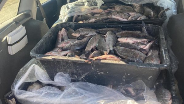 НЕЛЕГАЛНО УПЕЦАО 230 КИЛОГРАМА РИБЕ, 50 КИЛОГРАМА ПРОДАО: Кривична пријава осумњиченом за незаконит риболов у Бечеју НЕЛЕГАЛНО УПЕЦАО 230 КИЛОГРАМА РИБЕ, 50 КИЛОГРАМА ПРОДАО: Кривична пријава осумњиченом за незаконит риболов у Бечеју