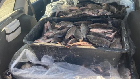 NELEGALNO UPECAO 230 KILOGRAMA RIBE, 50 KILOGRAMA PRODAO: Krivična prijava osumnjičenom za nezakonit ribolov u Bečeju NELEGALNO UPECAO 230 KILOGRAMA RIBE, 50 KILOGRAMA PRODAO: Krivična prijava osumnjičenom za nezakonit ribolov u Bečeju