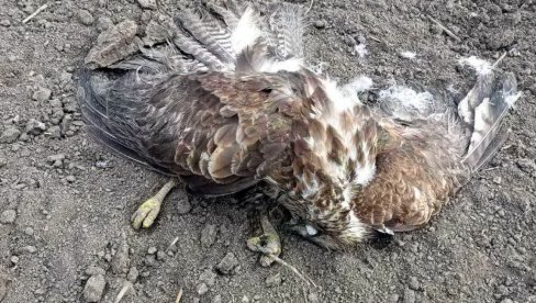 OPET OTROVANE ZAŠTIĆENE VRSTE PTICA: Kod Rume nađeni uginuli orao mišar i riđa lunja OPET OTROVANE ZAŠTIĆENE VRSTE PTICA: Kod Rume nađeni uginuli orao mišar i riđa lunja