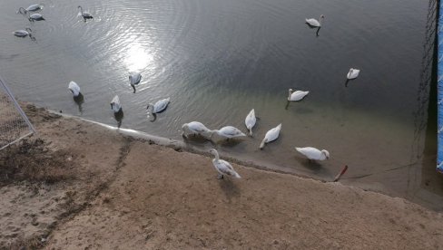 PRIZIVAJU PROLEĆE: Labudovi uživaju na kupalištu Peskara u Zrenjaninu (FOTO) PRIZIVAJU PROLEĆE: Labudovi uživaju na kupalištu Peskara u Zrenjaninu (FOTO)