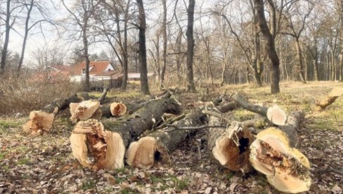 NA PROLEĆE JOŠ 2.000 MLADICA: U Košutnjaku u toku akcija seče oštećenih i dotrajalih stabala NA PROLEĆE JOŠ 2.000 MLADICA: U Košutnjaku u toku akcija seče oštećenih i dotrajalih stabala