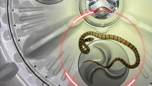 PORODICA U STRAHU: U veš-mašini našli jednu od najotrovnijih zmija (VIDEO) PORODICA U STRAHU: U veš-mašini našli jednu od najotrovnijih zmija (VIDEO)