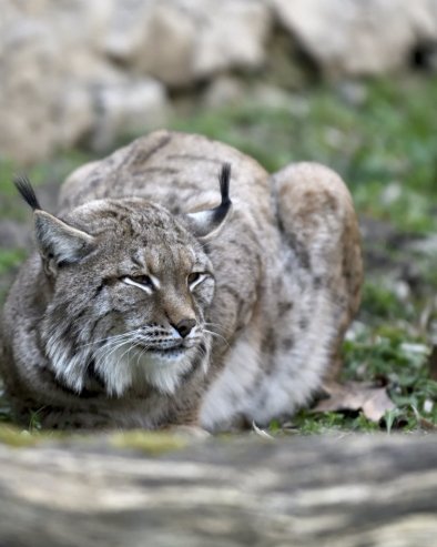 ПОСЛЕ ПЕТ ДЕЦЕНИЈА: Иберијски рис поново у шпанском Арагону