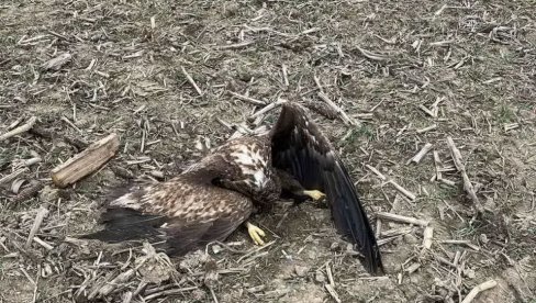PRONAĐENI LEŠEVI ORLA MIŠARA I BELOREPANA: Pokrajinska inspekcija istražuje slučaj uginuća strogo zaštićenih vrsta ptica kod Sremske Rače PRONAĐENI LEŠEVI ORLA MIŠARA I BELOREPANA: Pokrajinska inspekcija istražuje slučaj uginuća strogo zaštićenih vrsta ptica kod Sremske Rače