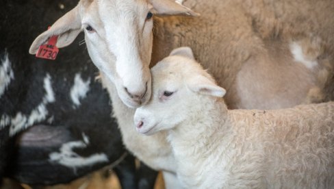 ОГЛАС ЗА ЗАБОРАВЉЕНИ И ЧЕСТИТ ПОСАО Фарма у Дабезићима тражи пастира: Ово су услови