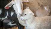 ПОСКУПЕЛИ ЈАГЊИЋИ И ЈАРИЋИ: Цена јунади наставља да расте, једино је са прасићима другачије - ево колико коштају