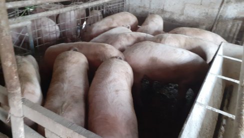 SVINJE U BESCENJE, A ŠNICLE SKUPLJE: Stočari iz Jadra i Mačve ukazuju na drastičan pad cena i probleme u proizvodnji SVINJE U BESCENJE, A ŠNICLE SKUPLJE: Stočari iz Jadra i Mačve ukazuju na drastičan pad cena i probleme u proizvodnji
