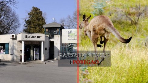 KENGUR POBEGAO IZ BG ZOO VRTA: Vidite SNIMAK POTERE - i on hoće slobodu (VIDEO) KENGUR POBEGAO IZ BG ZOO VRTA: Vidite SNIMAK POTERE - i on hoće slobodu (VIDEO)