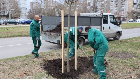 OZELENJAVANJE POSLE SUPEROLUJE: U toku je detaljna obnova javnih površina u Novom Sadu OZELENJAVANJE POSLE SUPEROLUJE: U toku je detaljna obnova javnih površina u Novom Sadu