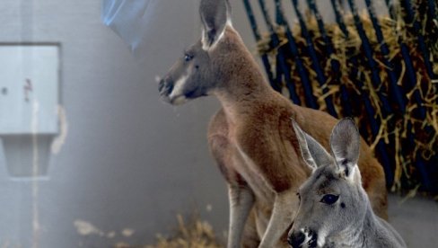 KENGUR JOŠ U AMBULANTI ZOO-VRTA: Posle incidenta, lomljave stakla i kratkotrajnog bega životinje iz kaveza KENGUR JOŠ U AMBULANTI ZOO-VRTA: Posle incidenta, lomljave stakla i kratkotrajnog bega životinje iz kaveza
