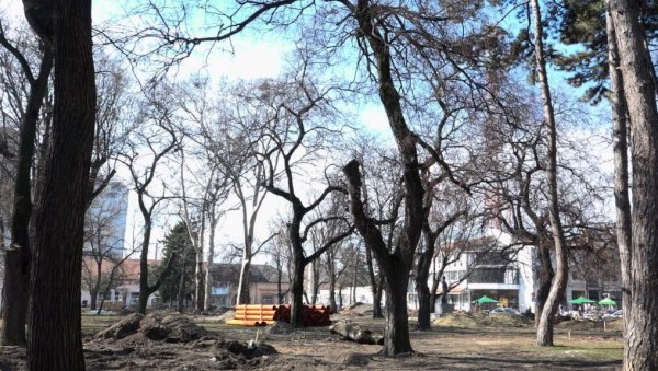 СУМЊЕ У ОБНОВУ ПАРКА: Куљани страхују да ће бити посечена и здрава стабла, која никоме нису претња СУМЊЕ У ОБНОВУ ПАРКА: Куљани страхују да ће бити посечена и здрава стабла, која никоме нису претња