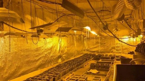 НА СОКОЦУ ОТКРИВЕНА ЛАБОРАТОРИЈА ЗА УЗГОЈ МАРИХУАНЕ: Пронађено пет килограма дроге НА СОКОЦУ ОТКРИВЕНА ЛАБОРАТОРИЈА ЗА УЗГОЈ МАРИХУАНЕ: Пронађено пет килограма дроге