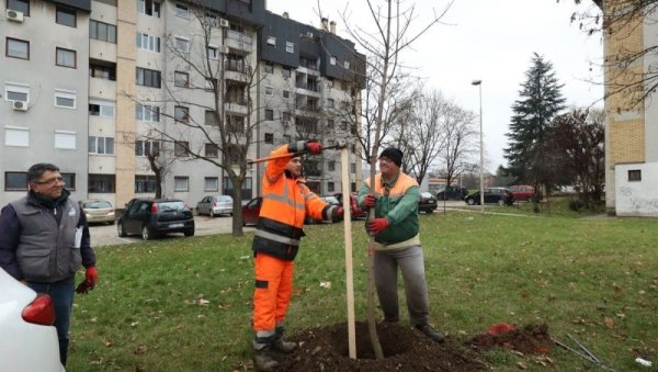 ВРАТИ ДАХ ПРИРОДИ-ПОСАДИ ДРВО : Инвеститори у Крагујевцу у обавези да посаде нове саднице ВРАТИ ДАХ ПРИРОДИ-ПОСАДИ ДРВО : Инвеститори у Крагујевцу у обавези да посаде нове саднице