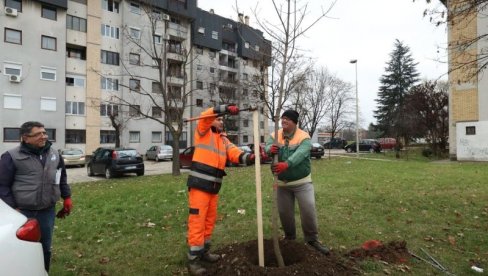 VRATI DAH PRIRODI-POSADI DRVO : Investitori u Kragujevcu u obavezi da posade nove sadnice VRATI DAH PRIRODI-POSADI DRVO : Investitori u Kragujevcu u obavezi da posade nove sadnice