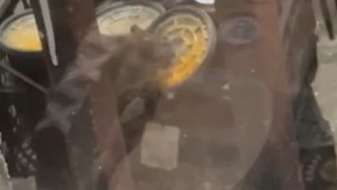 LEGLO ZARAZE: Pacov na Filološkom fakultetu, blokaderi ne bacaju smeće (VIDEO) LEGLO ZARAZE: Pacov na Filološkom fakultetu, blokaderi ne bacaju smeće (VIDEO)