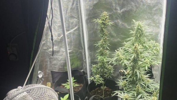 У СТАНУ ИМАО ИНДИЈСКУ КОНОПЉУ: У Новом Саду ухапшен Д.Н. (52) осумњичен за нелегалну производњу наркотика У СТАНУ ИМАО ИНДИЈСКУ КОНОПЉУ: У Новом Саду ухапшен Д.Н. (52) осумњичен за нелегалну производњу наркотика