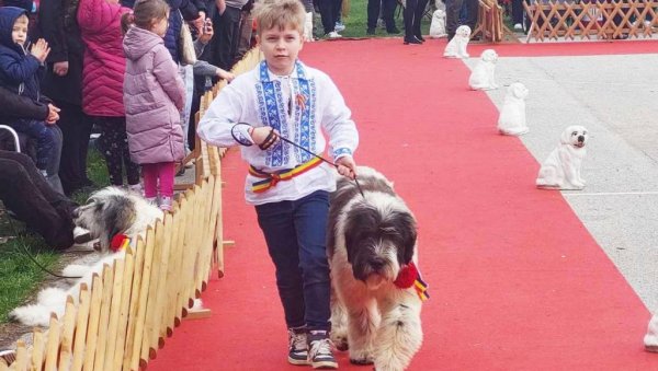 ПРОДЕФИЛОВАЛО СТОТИНУ РАЗЛИЧИТИХ РАСА ПАСА: На Међународној изложби у Вршцу учествовали излагачи из десетак земаља (ФОТО) ПРОДЕФИЛОВАЛО СТОТИНУ РАЗЛИЧИТИХ РАСА ПАСА: На Међународној изложби у Вршцу учествовали излагачи из десетак земаља (ФОТО)