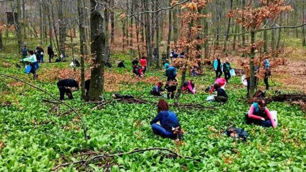„СРЕМУШИЈАДА“ НА ГРЗИ: Паараћински Јаворак зове на 6. бербу дивљег белог лука