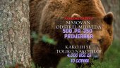 MASOVAN ODSTREL MEDVEDA - 500, PA 350 PRIMERAKA: Kako su se toliko nakotili? 4.000 više za 10 godina
