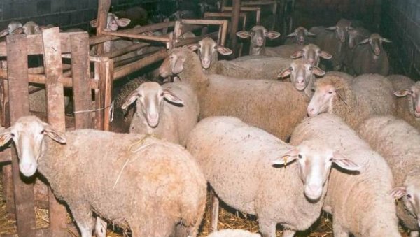 АПЕЛ СТОЧАРИМА: Неопходна превенција због слинавке и шапа АПЕЛ СТОЧАРИМА: Неопходна превенција због слинавке и шапа