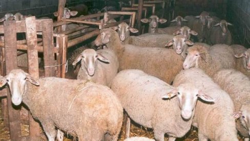 APEL STOČARIMA: Neophodna prevencija zbog slinavke i šapa APEL STOČARIMA: Neophodna prevencija zbog slinavke i šapa