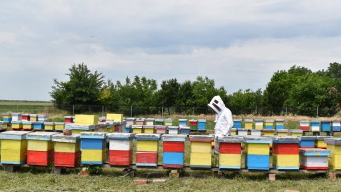 ПОЧЕЛА ИСПЛАТА СУБВЕНЦИЈА ПО КОШНИЦИ ПЧЕЛА: Укупан износ од више од милијарду динара