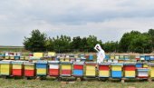POČELA ISPLATA SUBVENCIJA PO KOŠNICI PČELA: Ukupan iznos od više od milijardu dinara