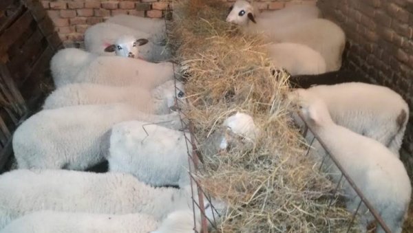 ЈАГЊИЋИ ДРЖЕ ЦЕНУ, ПРАСИЋИ ПОСКУПЕЛИ: Крај поста учинио своје - ово је ценовник на пијацама ЈАГЊИЋИ ДРЖЕ ЦЕНУ, ПРАСИЋИ ПОСКУПЕЛИ: Крај поста учинио своје - ово је ценовник на пијацама