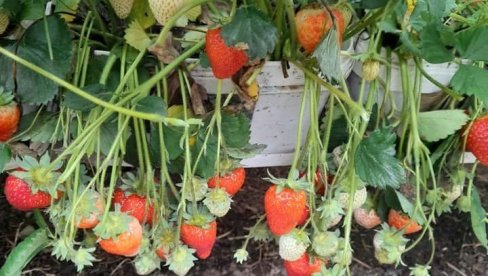 AGRONOM UPOZORAVA: Evo kako da najlakše prepoznate jagode zatrovane pesticidima