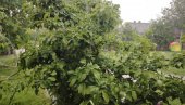 VELIKO NEVREME U LOZNICI: Oluju prati provala oblaka