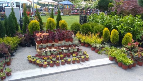 NAJAVA ZA ČETVRTAK: Majski festival cveća u Golupcu