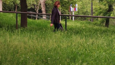КОСЕ ПО ПЛАНУ, А ТРАВА ДО КОЛЕНА: Док се грађани жале да јавне површине нису уредне, надлежни поричу КОСЕ ПО ПЛАНУ, А ТРАВА ДО КОЛЕНА: Док се грађани жале да јавне површине нису уредне, надлежни поричу