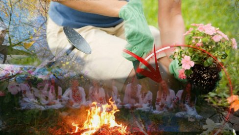 DONOSE MALER: Ove biljke nikako nemojte da sadite u dvorištu DONOSE MALER: Ove biljke nikako nemojte da sadite u dvorištu