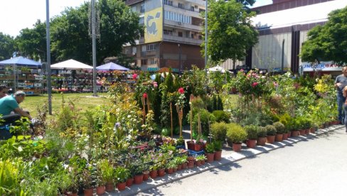 TABAČKA ČARŠIJA U MIRISU CVEĆA: Održan tradicionalni festival u Požarevcu koji je okupio 120 učesnika TABAČKA ČARŠIJA U MIRISU CVEĆA: Održan tradicionalni festival u Požarevcu koji je okupio 120 učesnika