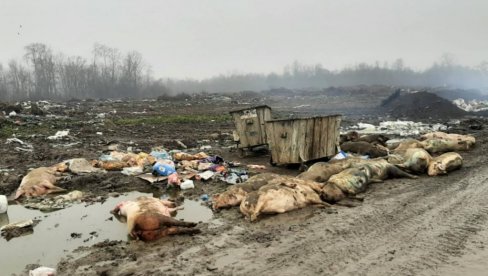 METALNI KONTEJNER SA ŽIVOTINJSKIM LEŠEVIMA ŠOKIRAO GRAĐANE ŠAPCA: Ministarstvo reagovalo - inspekcija hitno na terenu