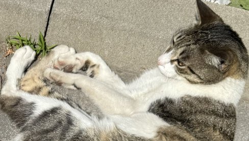 ЈАПАНСКИ НАУЧНИЦИ РАЗРЕШИЛИ МИСТЕРИЈУ: Ево зашто се мачке увек дочекају на ноге