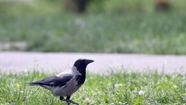 ВРАНЕ КРЕНУЛЕ У ЛОВ НА ТРАМПА: Човек научио птице да краду МАГА качкете