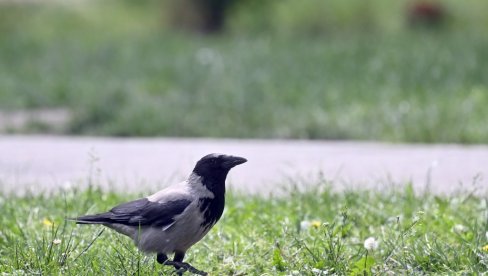 ВРАНЕ КРЕНУЛЕ У ЛОВ НА ТРАМПА: Човек научио птице да краду МАГА качкете