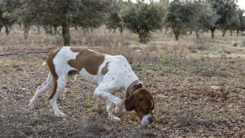KAKO SU DVA BRATA STRAST PRETVORILA U SVETSKI BREND: Zarada ogromna, a niko se ovoga nije setio