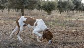 КАКО СУ ДВА БРАТА СТРАСТ ПРЕТВОРИЛА У СВЕТСКИ БРЕНД: Зарада огромна, а нико се овога није сетио