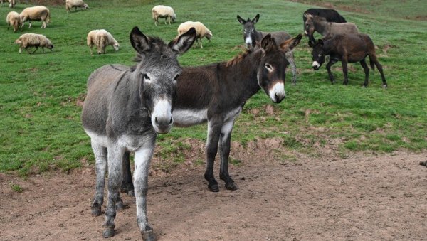 ЛИТАР ОВОГ МЛЕКА 50 ЕВРА, А КИЛОГРАМ СИРА ЧАК 1.200: Најскупљи производ српског сточарства - ево у чему је тајна