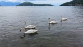 ЛАБУДОВИ У МОРУ КОД ИГАЛА: Склад лепоте, елеганције и мира